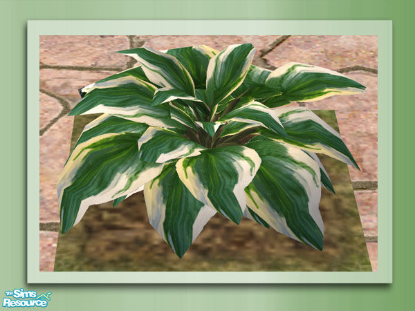 Sims 2 — Garden Rockery - Hosta Recolour 2 by Shakeshaft — Part of the Garden Rockery Set, build a colourful rockery for