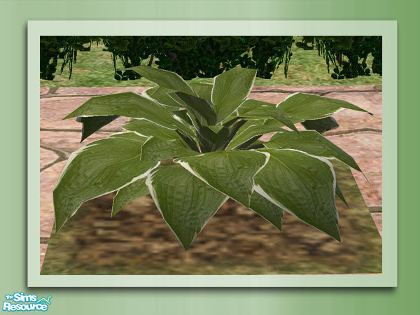Sims 2 — Garden Rockery - Hosta Recolour 1 by Shakeshaft — Part of the Garden Rockery Set, build a colourful rockery for