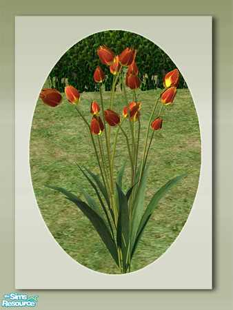 Sims 2 — Garden Tulips - Red by Shakeshaft — Part of a colourful set of Tulips to brighten up your sims gardens,you can