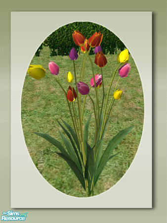 Sims 2 — Garden Tulips - Mesh by Shakeshaft — Part of a colourful set of Tulips to brighten up your sims gardens,you can