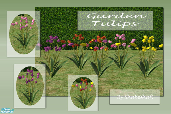 Sims 2 — Garden Tulips by Shakeshaft — A colourful set of Tulips to brighten up your sims gardens,you can place several