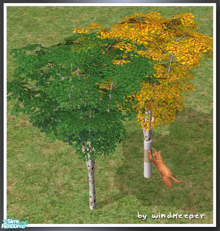 Sims 2 — Birch Minitree by Windkeeper — Linked to original Birch tree for colors. Designed specifically to work with