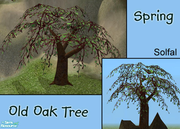 Sims 2 — Old Oak Spring by solfal — Spring Oak