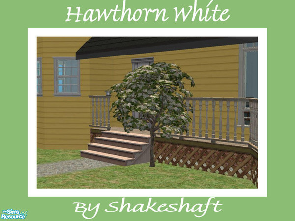 Sims 2 — Hawthorn Tree - White by Shakeshaft — Part of a set of Hawthorn Trees, set includes 1 New Mesh and 3 Recolours.