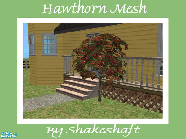 Sims 2 — Hawthorn Tree -  Mesh by Shakeshaft — Part of a set of Hawthorn Trees, set includes 1 New Mesh and 3 Recolours.