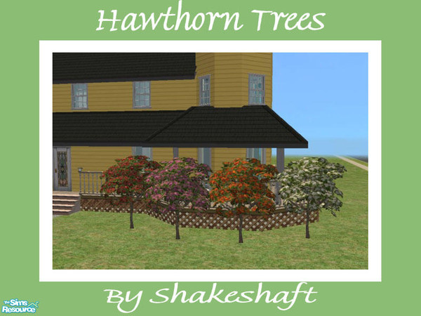 Sims 2 — Hawthorn Trees by Shakeshaft — A set of Hawthorn Trees, set includes 1 New Mesh and 3 Recolours.