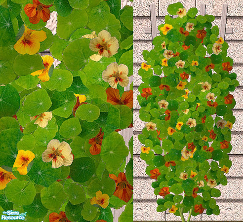 Sims 2 — Climbing Flower - Nasturtium by Bitzybus — *recolor* Nasturtium
