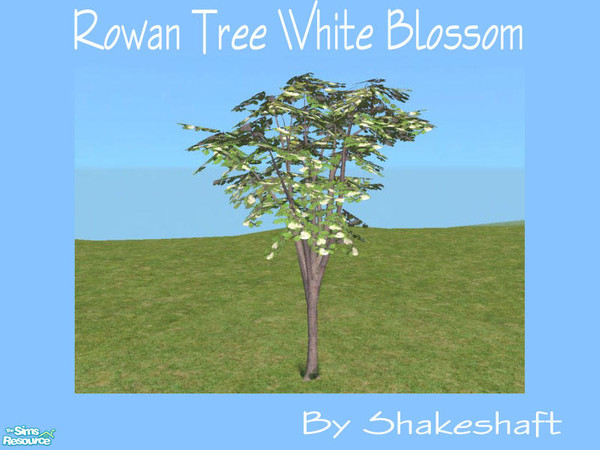 Sims 2 — Rowan Tree White Blossom by Shakeshaft — A new tree to add a bit of colour to your gardens, set comprises of 1