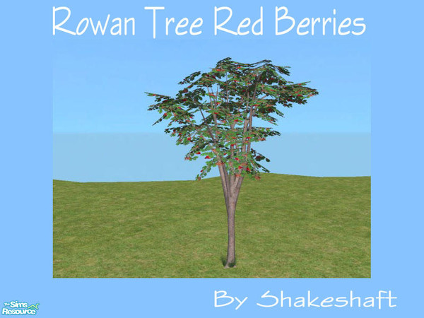 Sims 2 — Rowan Tree Red Berries by Shakeshaft — A new tree to add a bit of colour to your gardens, set comprises of 1 new