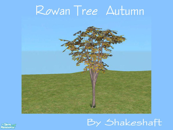 Sims 2 — Rowan Tree Autumn by Shakeshaft — A new tree to add a bit of colour to your gardens, set comprises of 1 new mesh