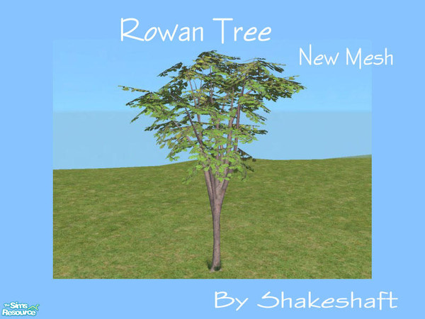 Sims 2 — Rowan Tree by Shakeshaft — A new tree to add a bit of colour to your gardens, set comprises of 1 new mesh and 3