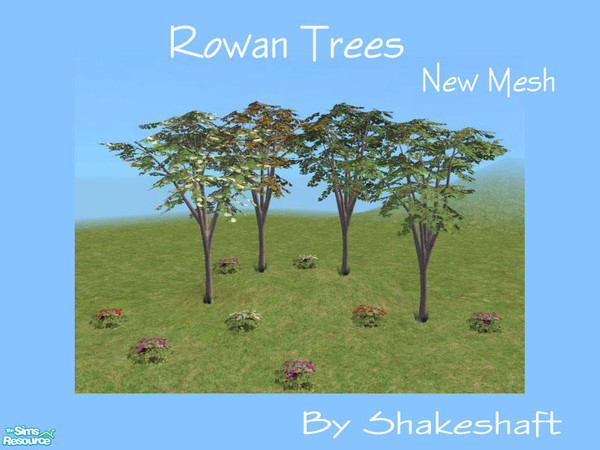 Sims 2 — Rowan Trees by Shakeshaft — A new tree to add a bit of colour to your gardens, set comprises of 1 new mesh and 3