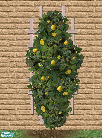 Sims 2 — Climbing Roses - Yellow by Bitzybus — Recolor of the climbing rose.