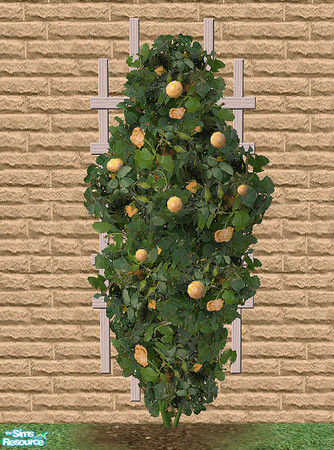 Sims 2 — Climbing Roses - Soft Orange by Bitzybus — Recolor of the climbing rose.
