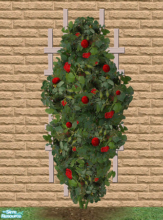 Sims 2 — Climbing Roses - Red by Bitzybus — Recolor of the climbing rose.