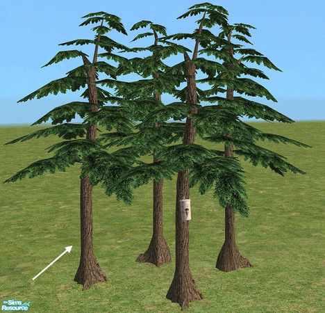 Sims 2 — Pine Tree by Bitzybus — Pine tree without nest box.