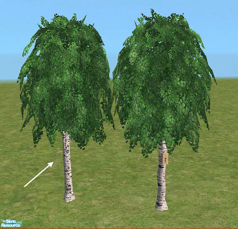 Sims 2 — Big Birch by Bitzybus — Big birch without nest box.