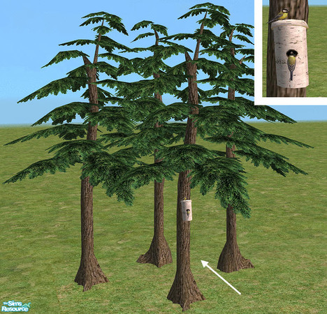 Sims 2 — Pine Tree with Nest Box by Bitzybus — Pine tree with a nest box and a couple of birds.