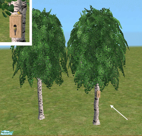 Sims 2 — Big Birch with Nest Box by Bitzybus — Big Birch tree with a nest box and a couple of birds.