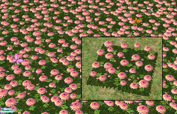 Sims 2 — Dahlias - pink  by chrissy6930 — Recolor of Dahlias in pink. Requires that file to work. Will also show up for