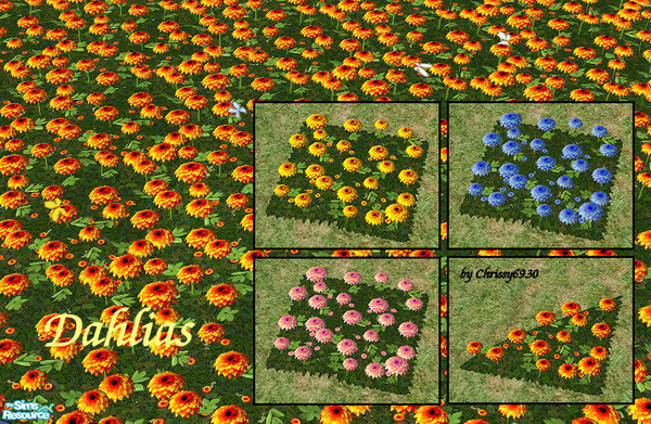 Sims 2 — Dahlias by chrissy6930 — Dahlias for your simlish gardens in 4 bright colors. Plastic dahlias also included in