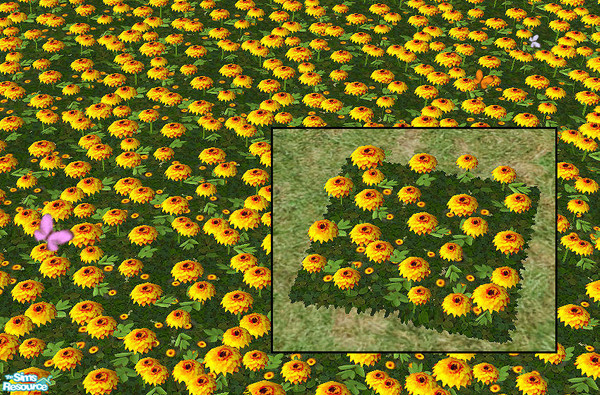 Sims 2 — Dahlias - yellow  by chrissy6930 — Recolor of Dahlias in yellow. Requires that file to work. Will also show up