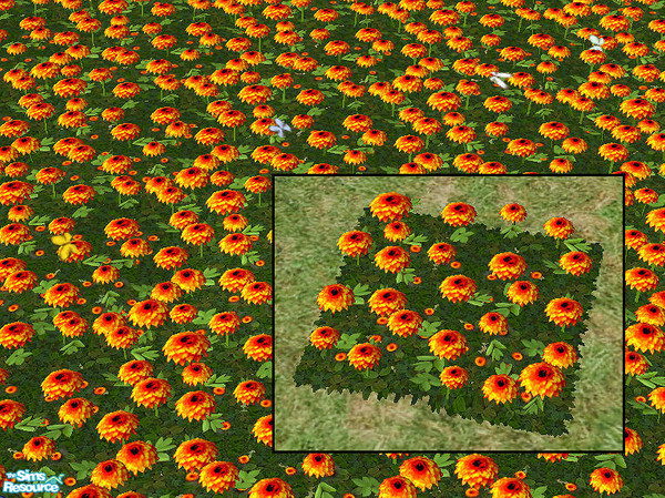 Sims 2 — Dahlias Mesh by chrissy6930 — *MAIN MESH FILE*. Regular flower dahlias. Known bug: dead flowers revert to live