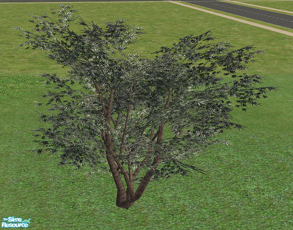 Sims 2 — Jurassica - Big Maple Shrub by Bitzybus — Big shrub, no trimming needed. Catalog placement: buildmode/shrubs