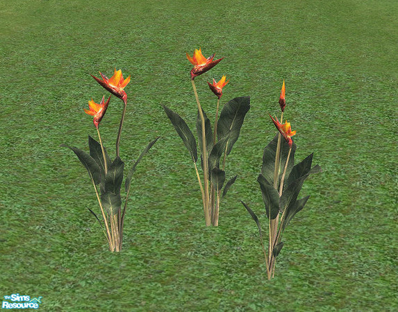 Sims 2 — Jurassica - Paradise Plant by Bitzybus — Bird of Paradise plant. Decorative, no watering needed. Catalog