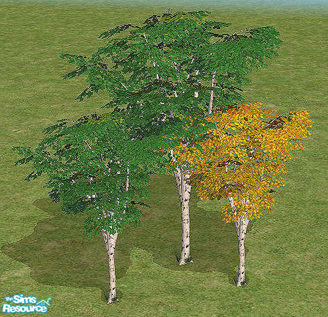 Sims 2 — Small Birch Tree Mesh by chrissy6930 — Smaller version of the Birch tree. Uses all the colors of that tree and