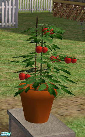 Sims 2 — Harvestable Potted Tomato MESH by Simaddict99 — Do you have a hobbie farmer, chef extraordinaire, medieval or
