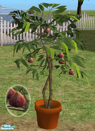 Sims 2 — Harvestable Potted Fig Tree MESH by Simaddict99 — Use indoors or outdoors. The perfect, little, decortive tree