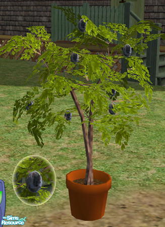 Sims 2 — Harvestable Potted Prune Plum Tree MESH by Simaddict99 — Use indoors or outdoors. The perfect, little, decortive
