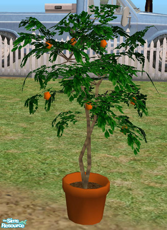 Sims 2 — Harvestable Potted Orange Tree MESH by Simaddict99 — Perfect for indoors and out. Can be placed on ground as