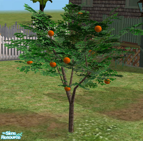 Sims 2 — Harvestable Orange Tree by Simaddict99 — Re-growth every 36 hrs,harvest value $20.- Found under: Build mode>