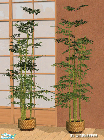 Sims 2 — Potted bamboo by Windkeeper — Potted bamboo. Small enough to be used indoors.