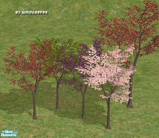 Sims 2 — Small Japanese maple tree by Windkeeper — Smaller version of Japanese maple tree. Uses all the colors of that