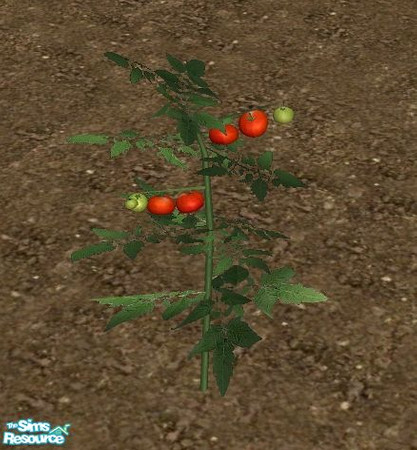 Sims 2 — Veggie Garden - Tomato Plant by Bitzybus — Tomatoes Don't need to be watered/trimmed. Polygons: 1471 Vertices: