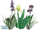Sims 1 — Irises by ezo — This year I planned to take pictures of the irises in our garden and then create objects from