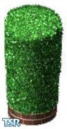 Sims 1 — Medium round shrub by Robbie Rodman — This privet has been finely pruned into a medium round shrub. It is a